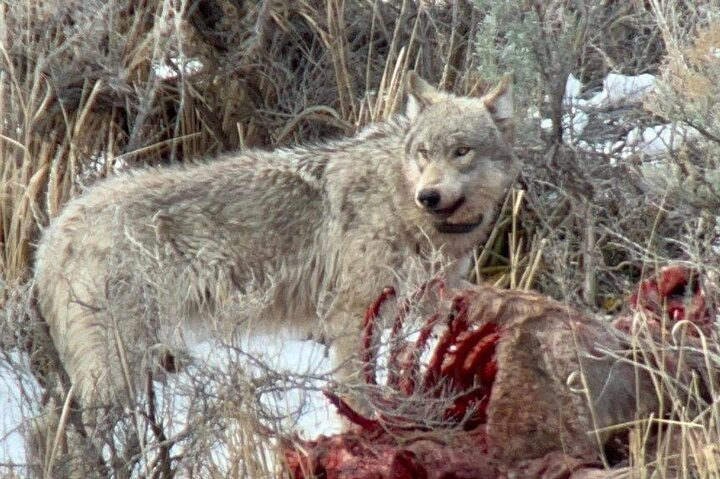 Private/VIP Wildlife Winter Safari of Yellowstone - Photo 1 of 5
